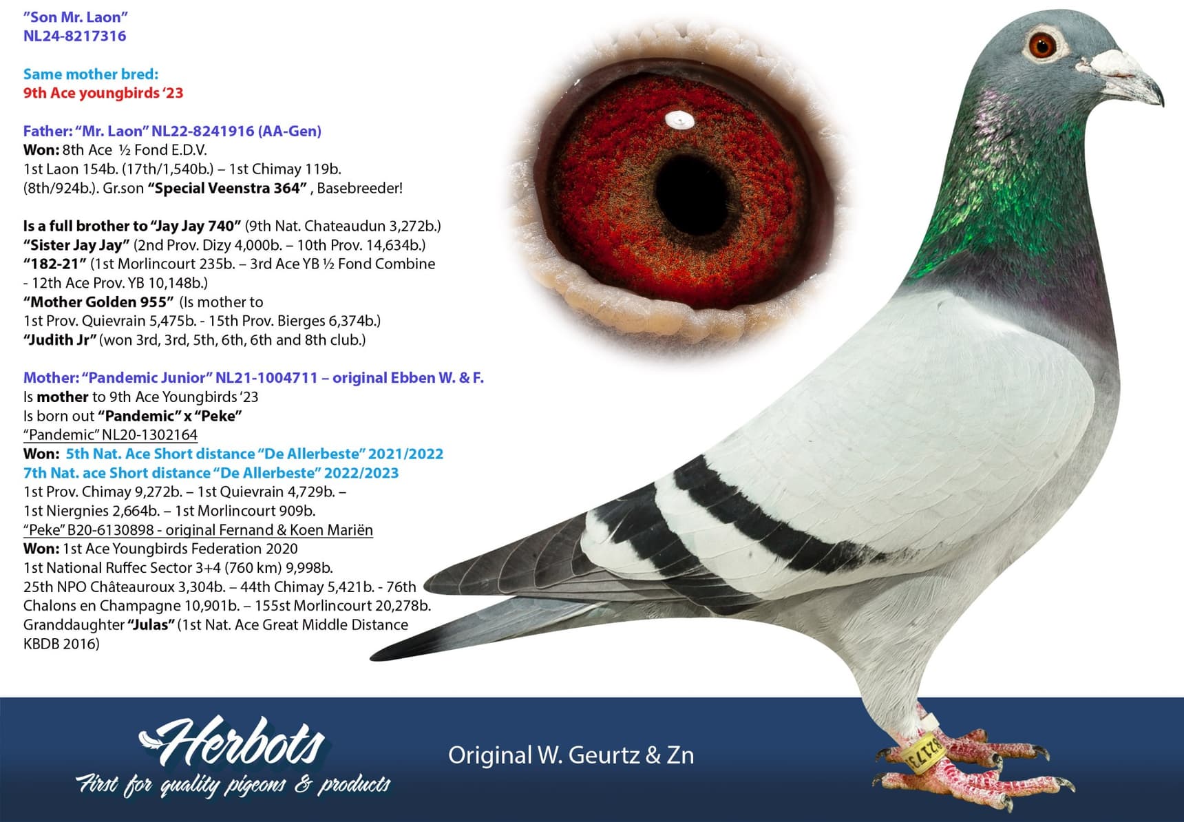 pigeon: undefined