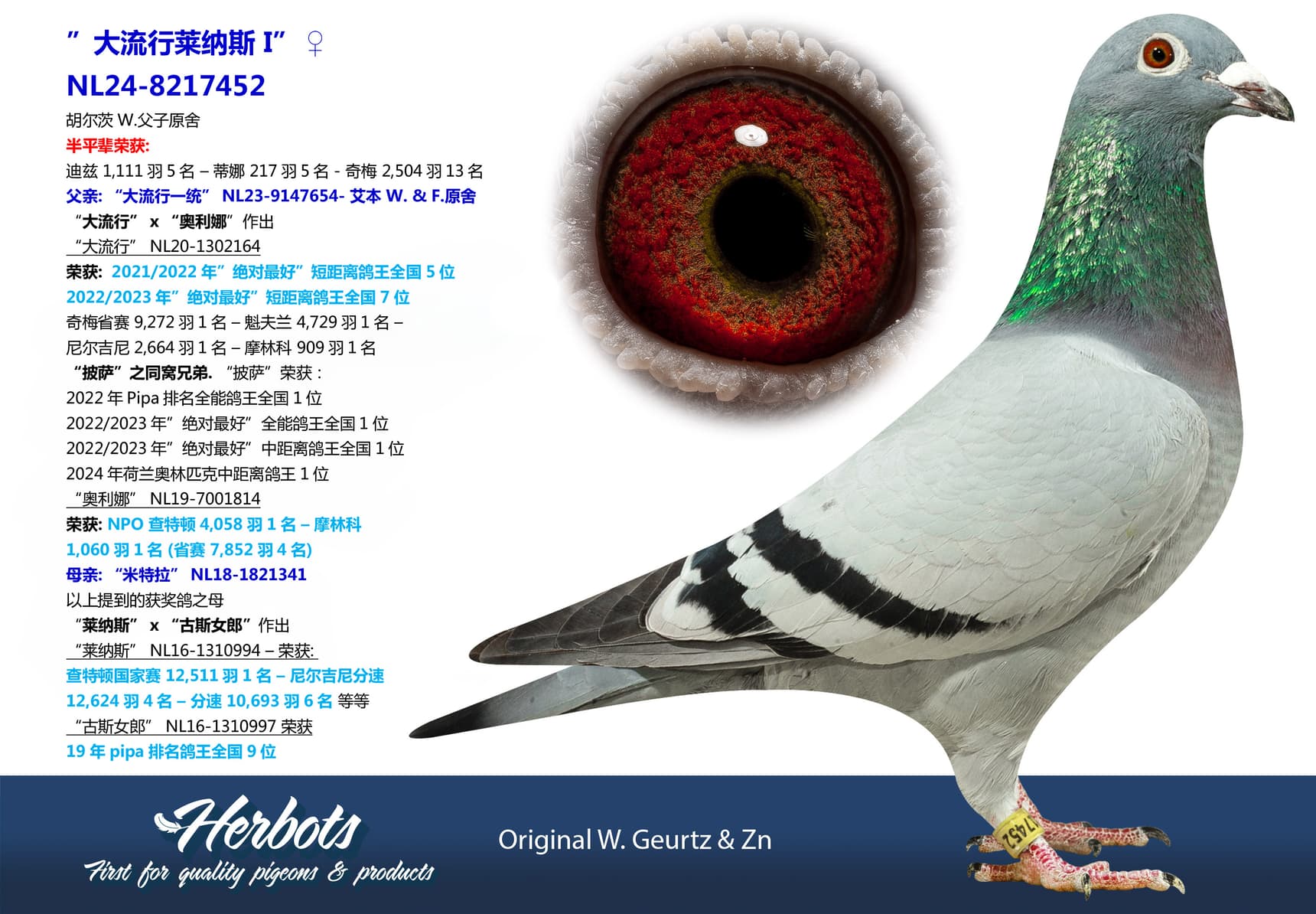 pigeon: undefined