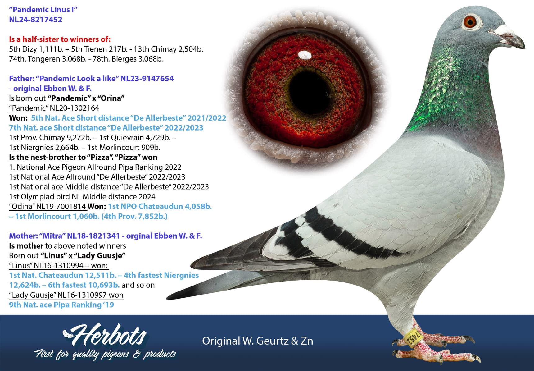 pigeon: undefined