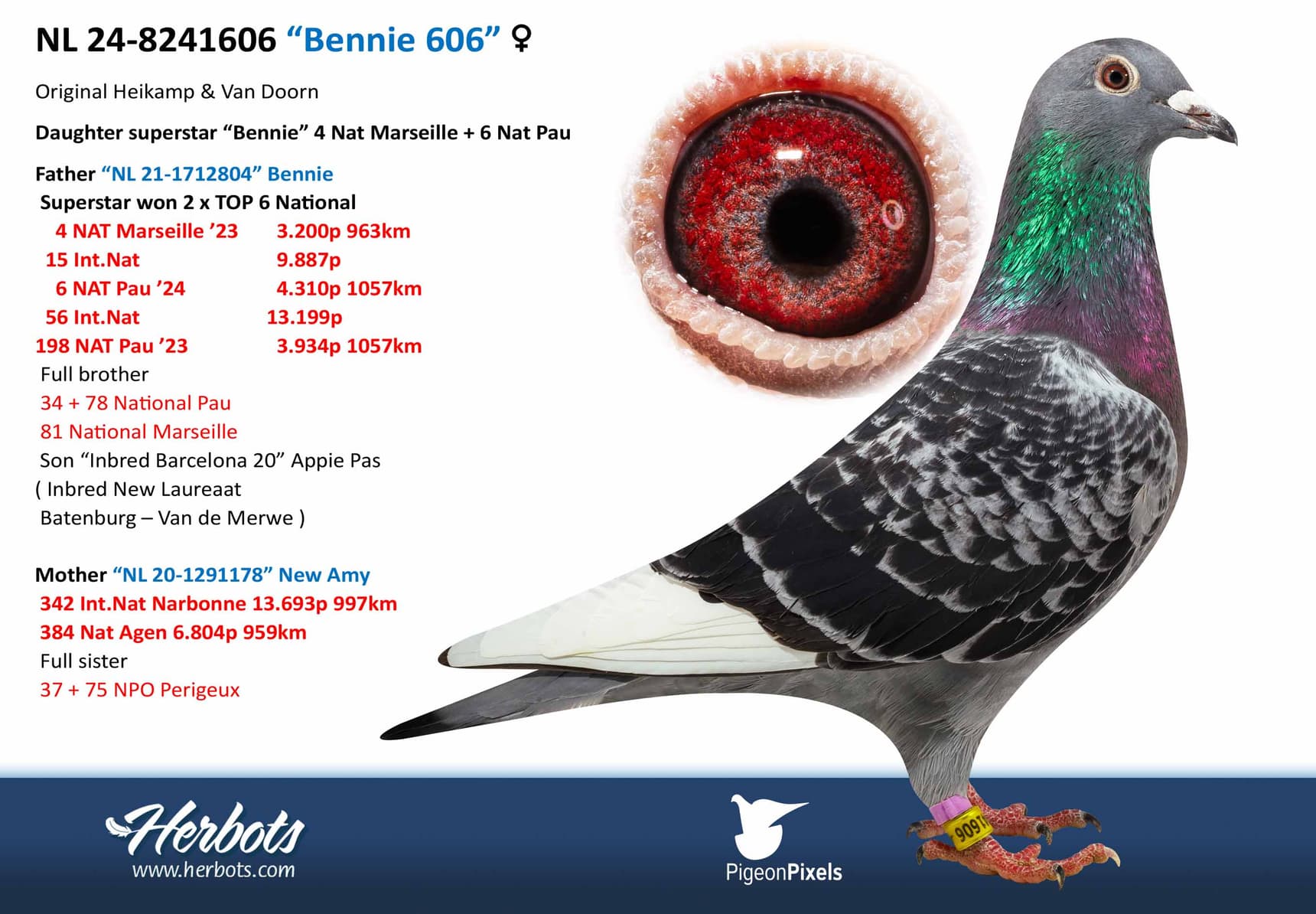 pigeon: undefined