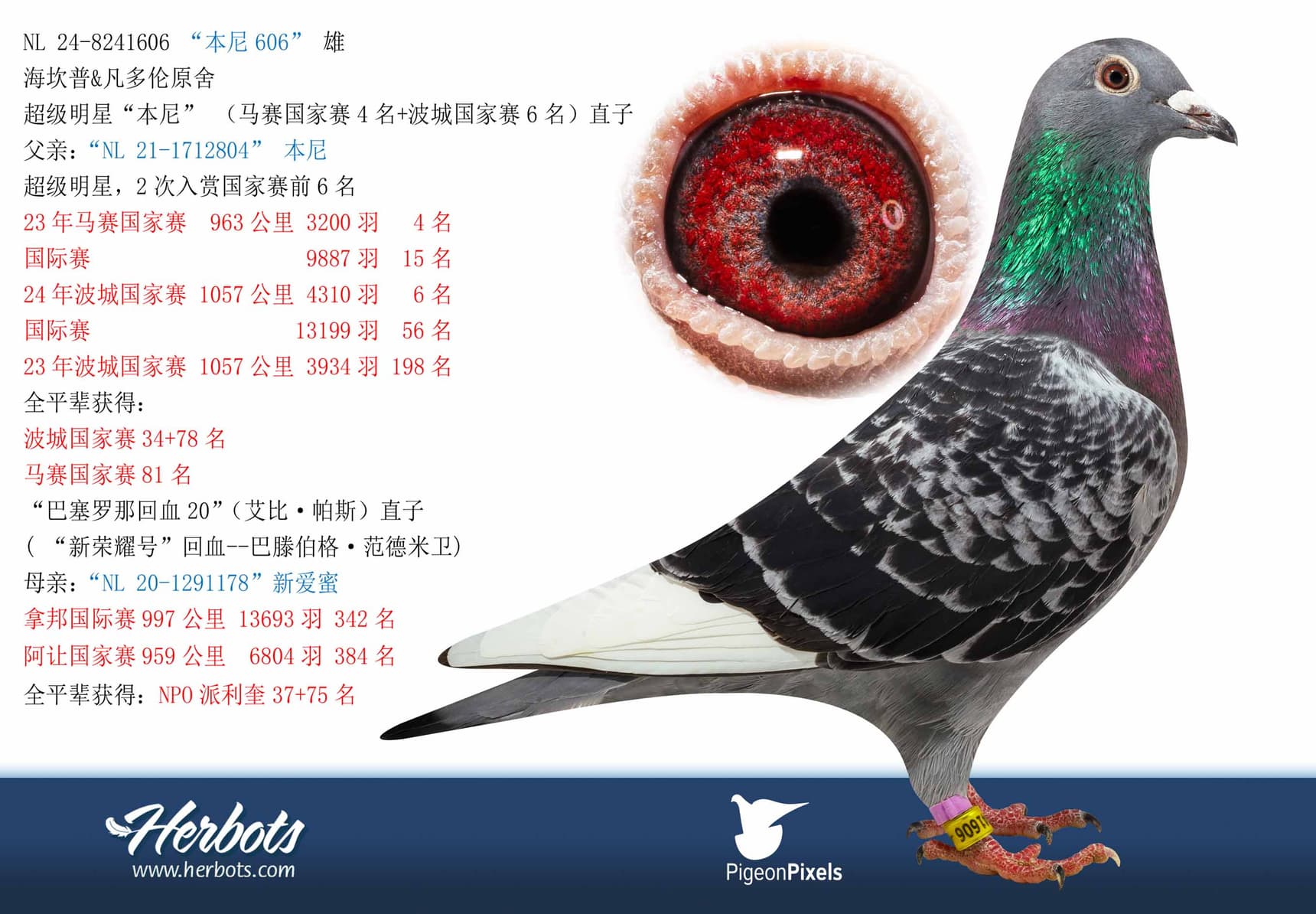 pigeon: undefined