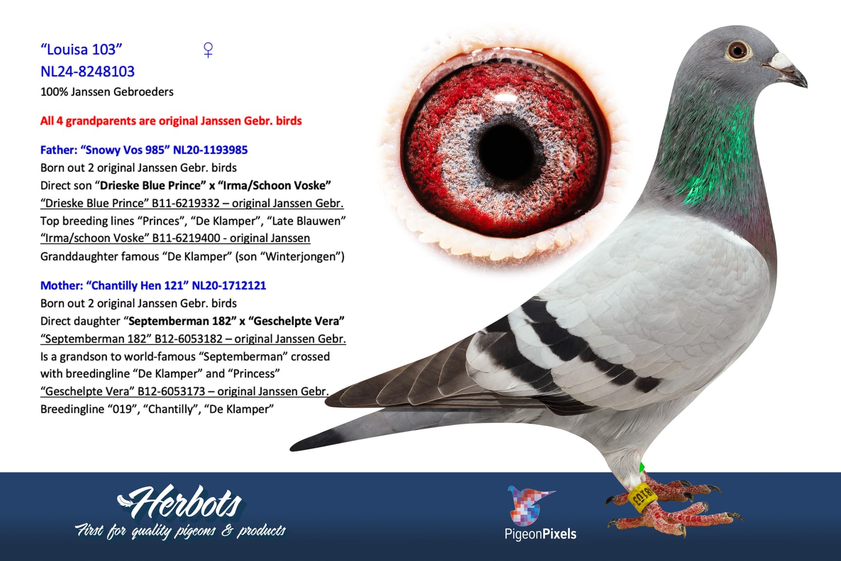 pigeon: undefined