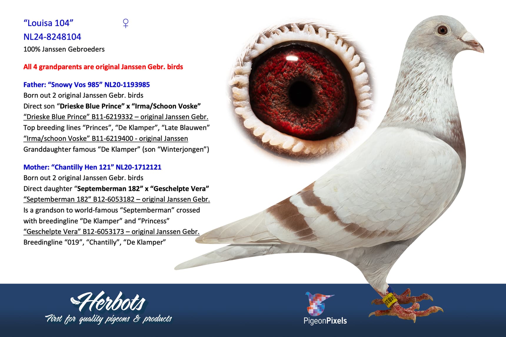 pigeon: undefined