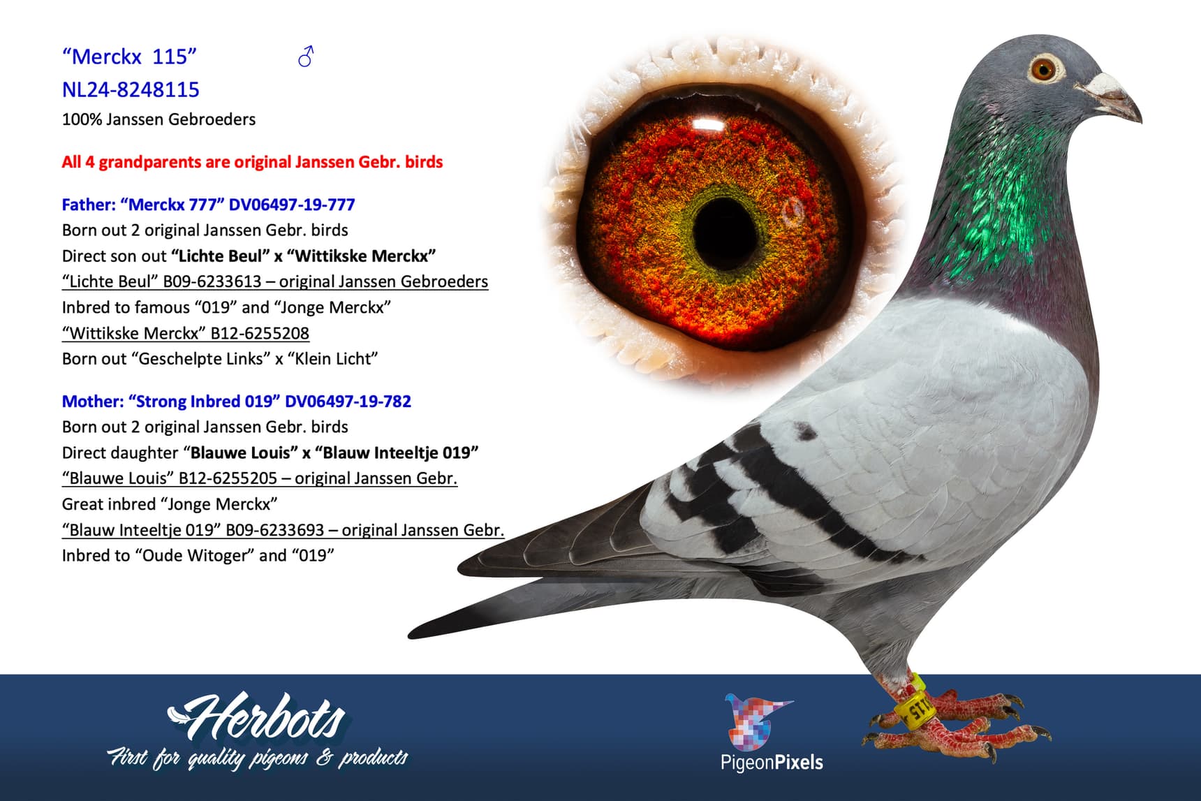 pigeon: undefined