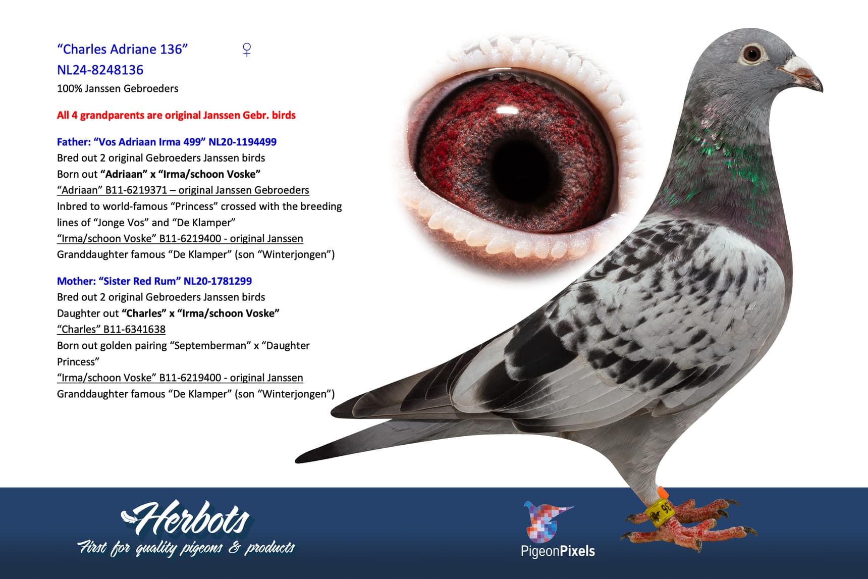 pigeon: undefined