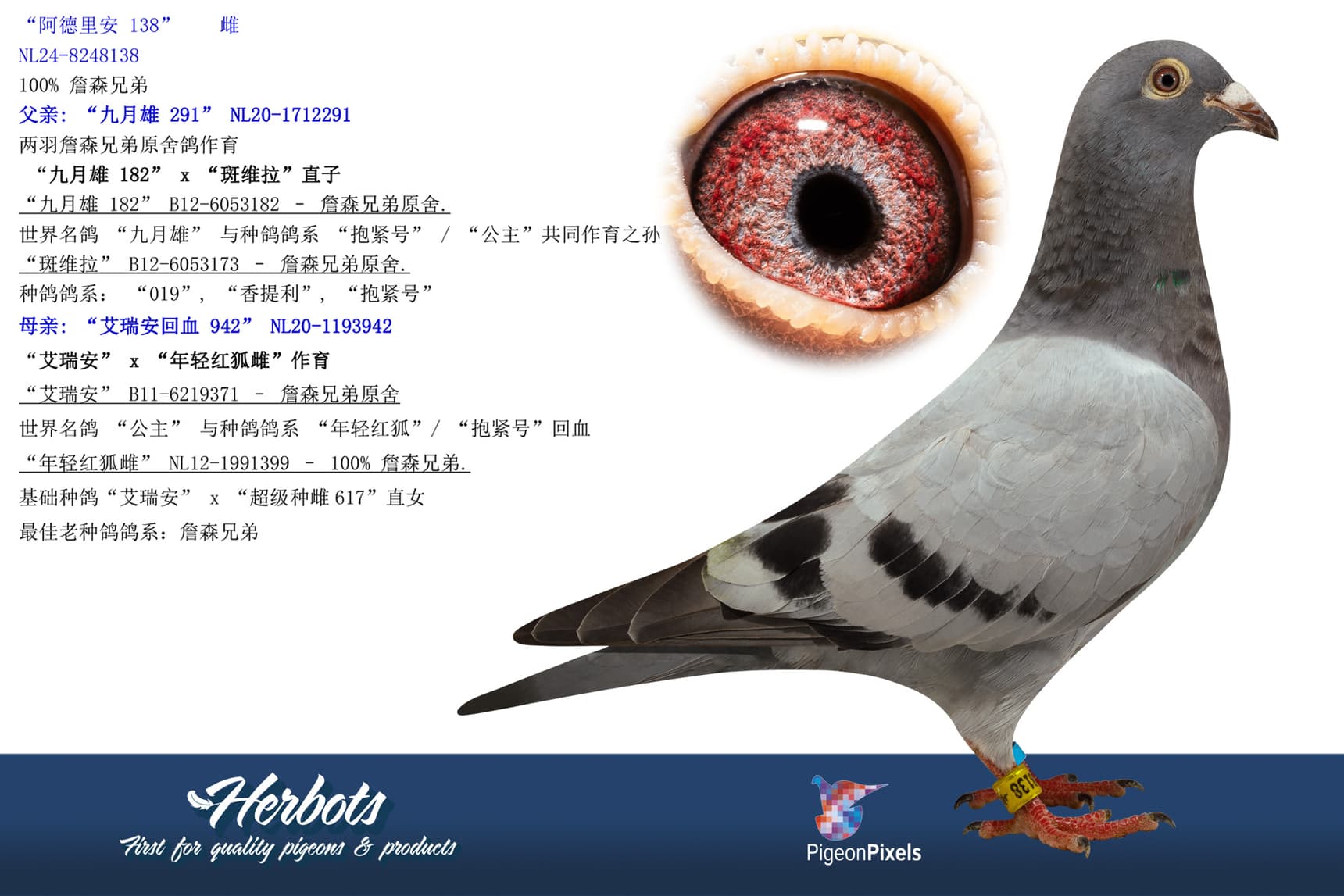 pigeon: undefined