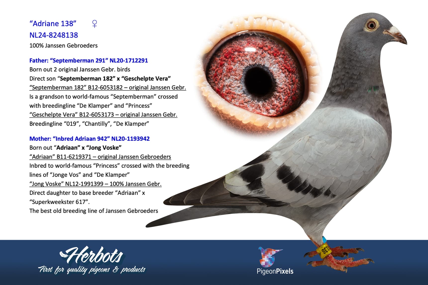 pigeon: undefined