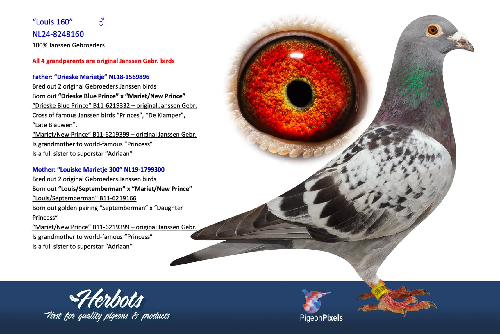 pigeon: undefined