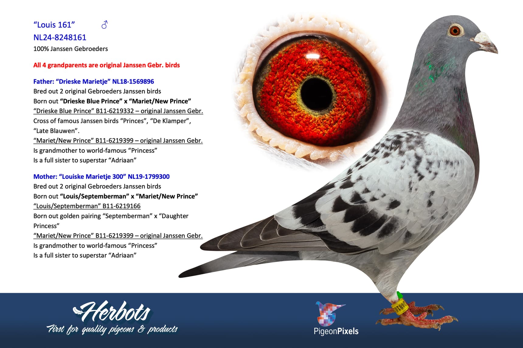 pigeon: undefined