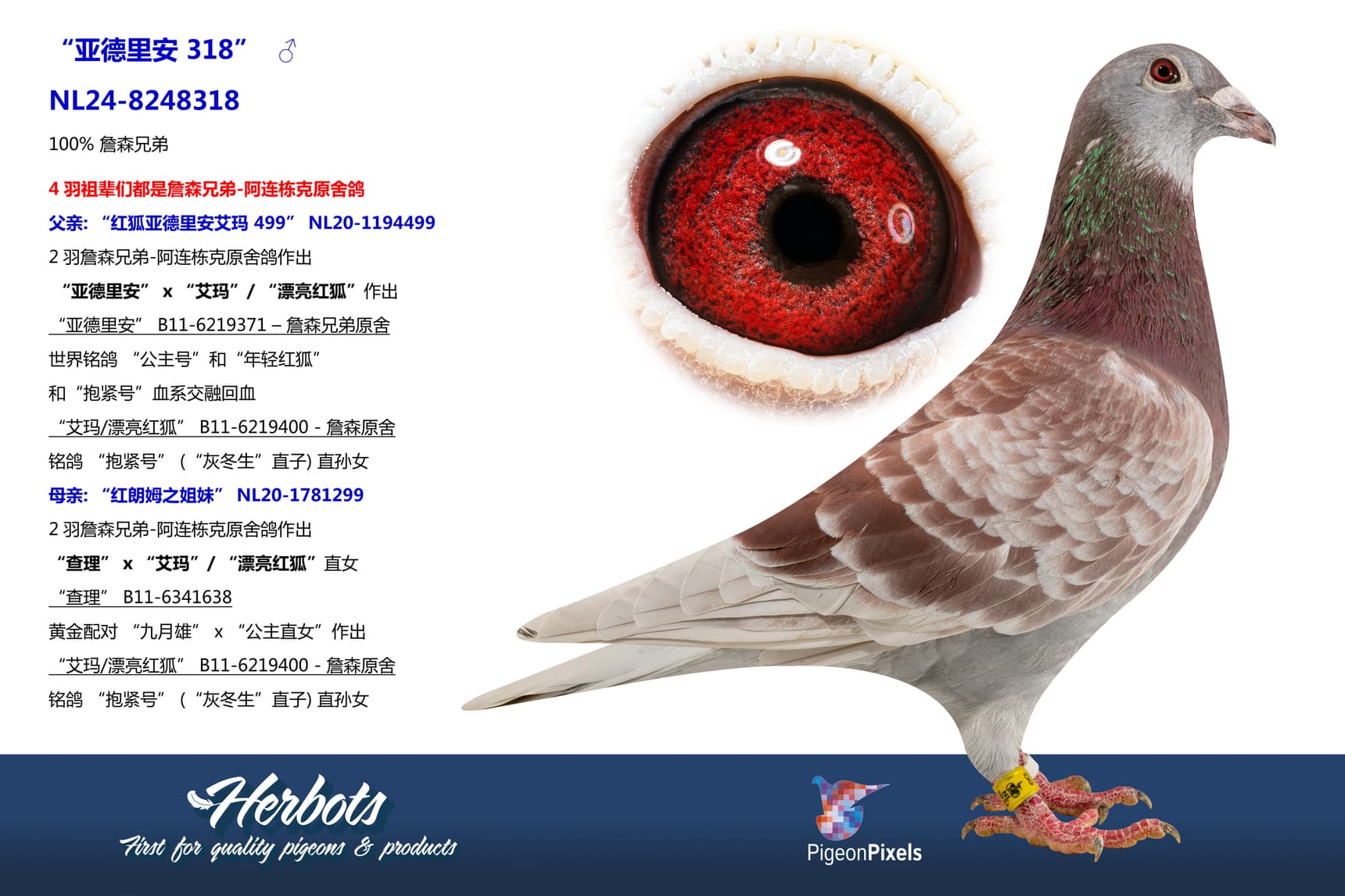 pigeon: “亚德里安 318”