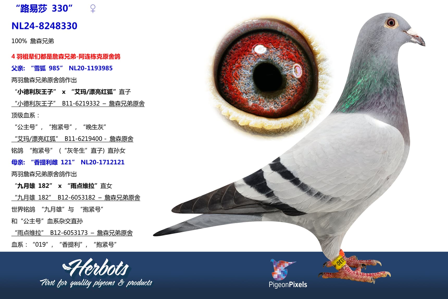 pigeon: “路易莎 330”