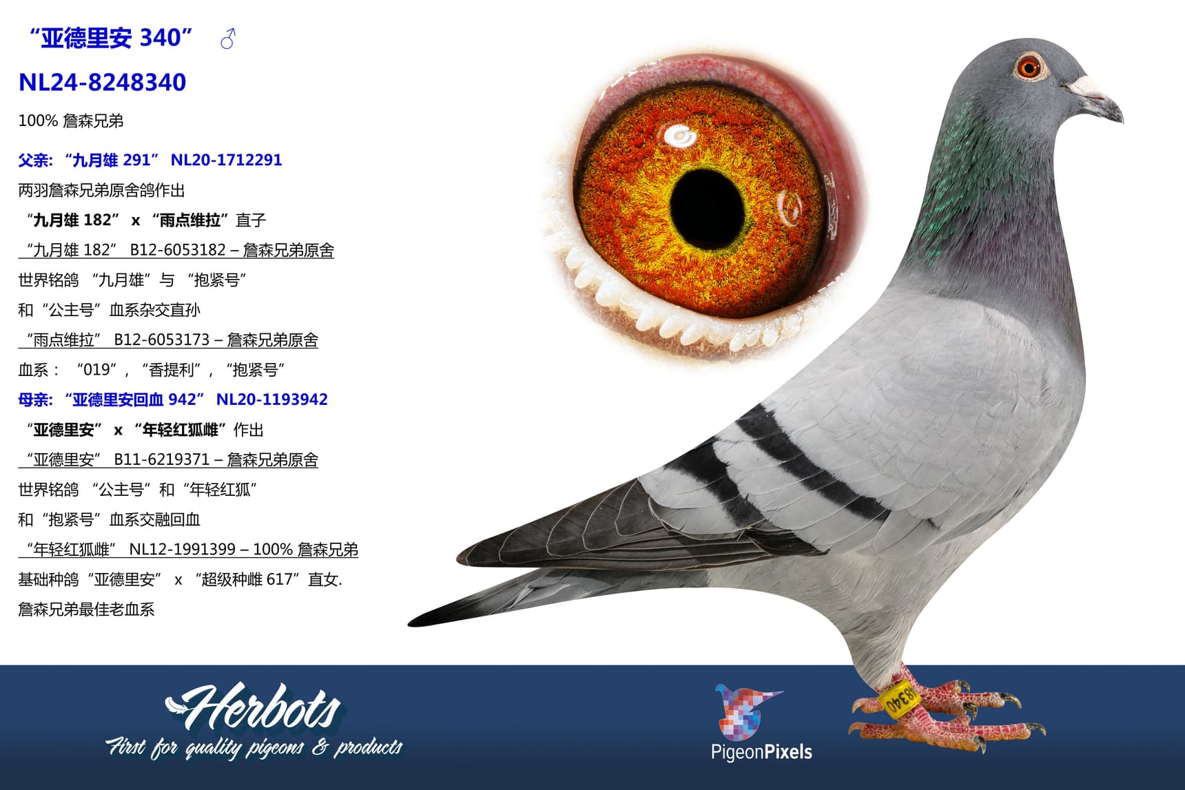 pigeon: “亚德里安 340”