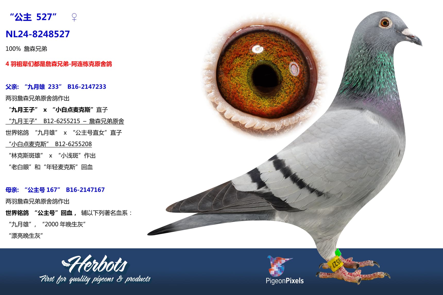 pigeon: “公主 527”