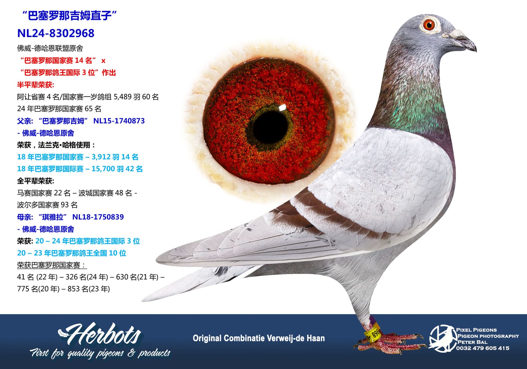 pigeon: undefined