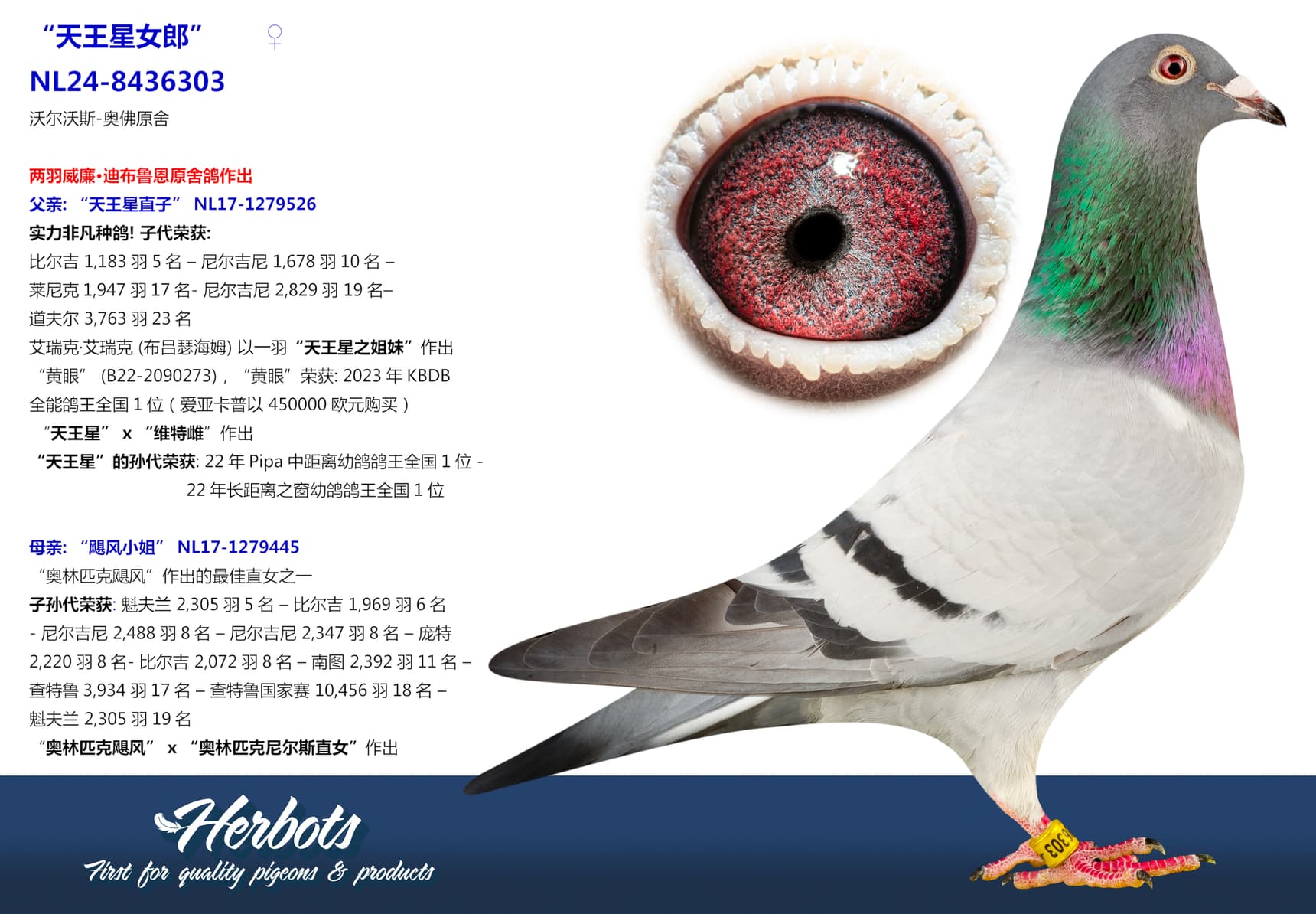pigeon: undefined