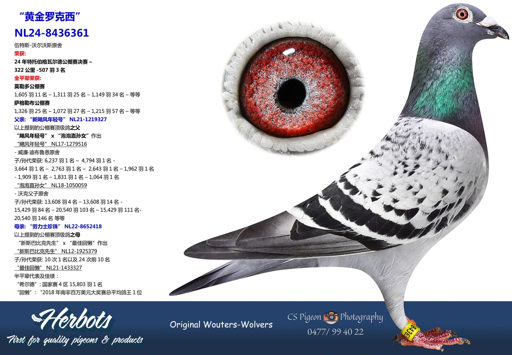 pigeon: undefined