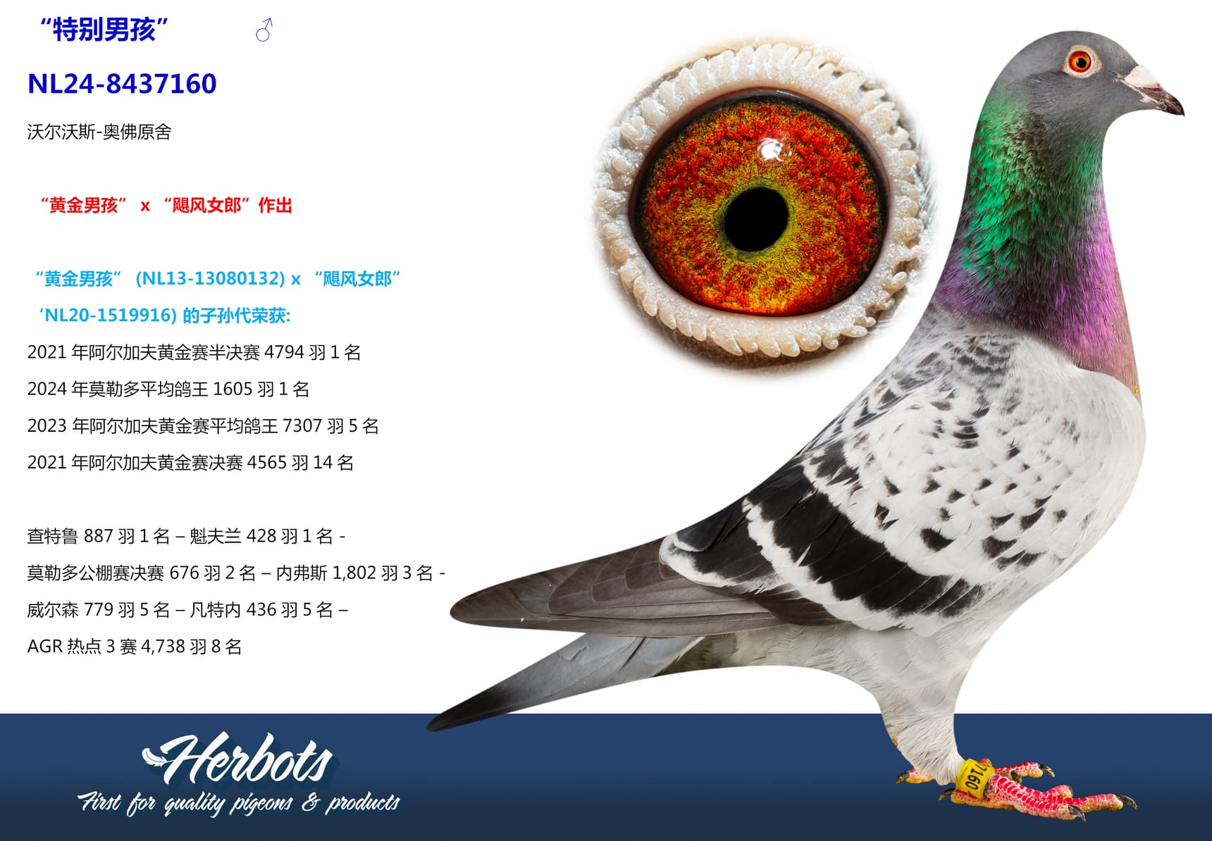 pigeon: undefined