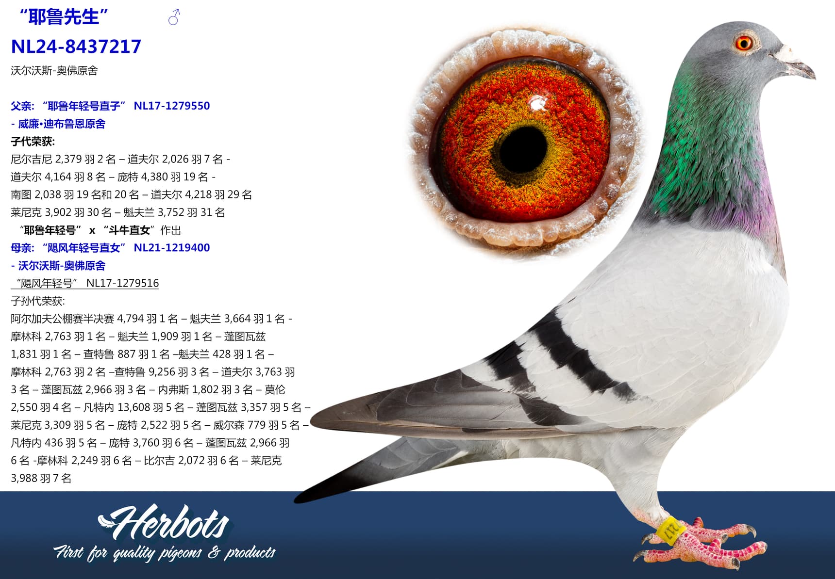pigeon: undefined