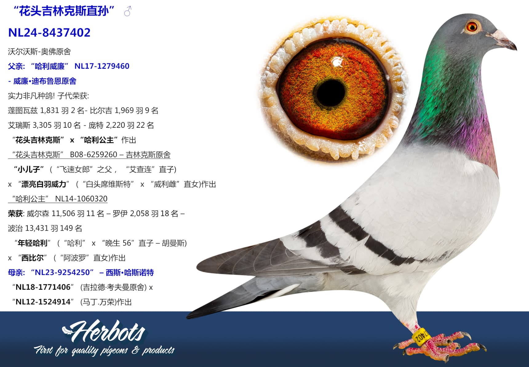 pigeon: undefined
