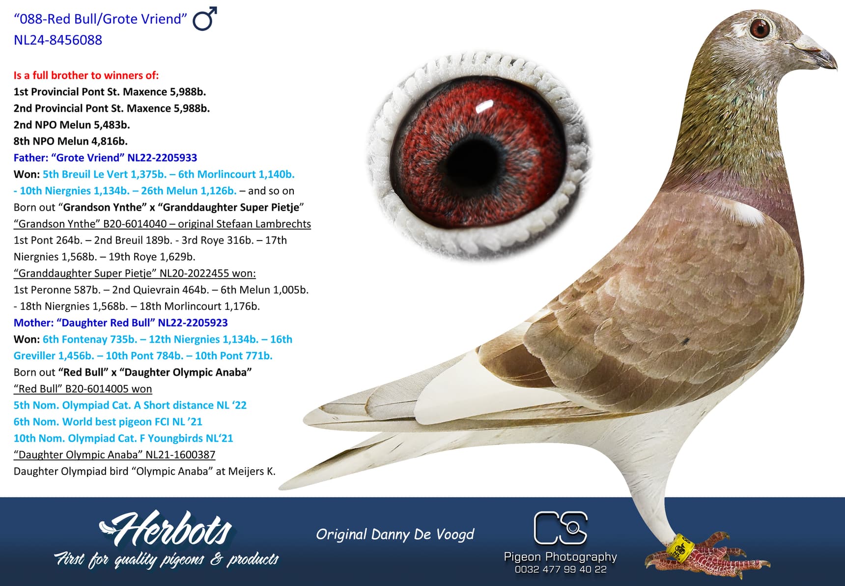 pigeon: undefined