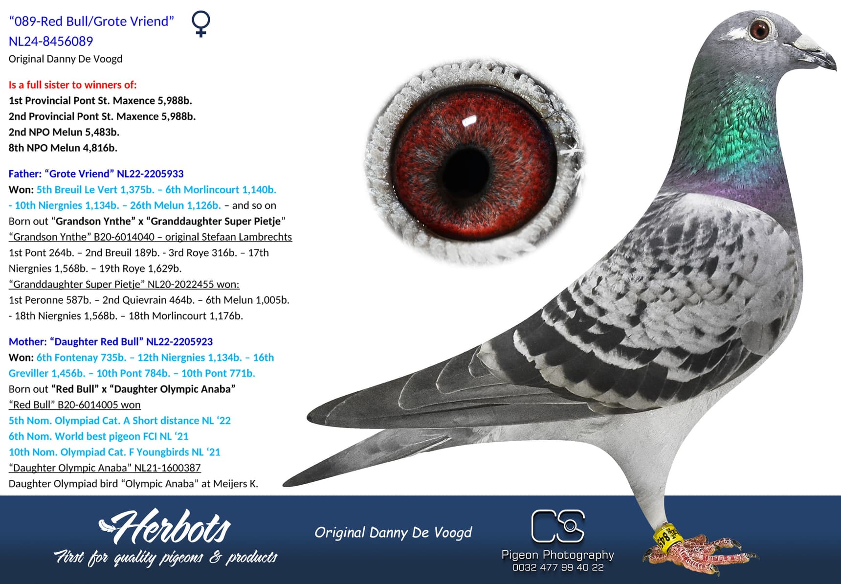 pigeon: undefined