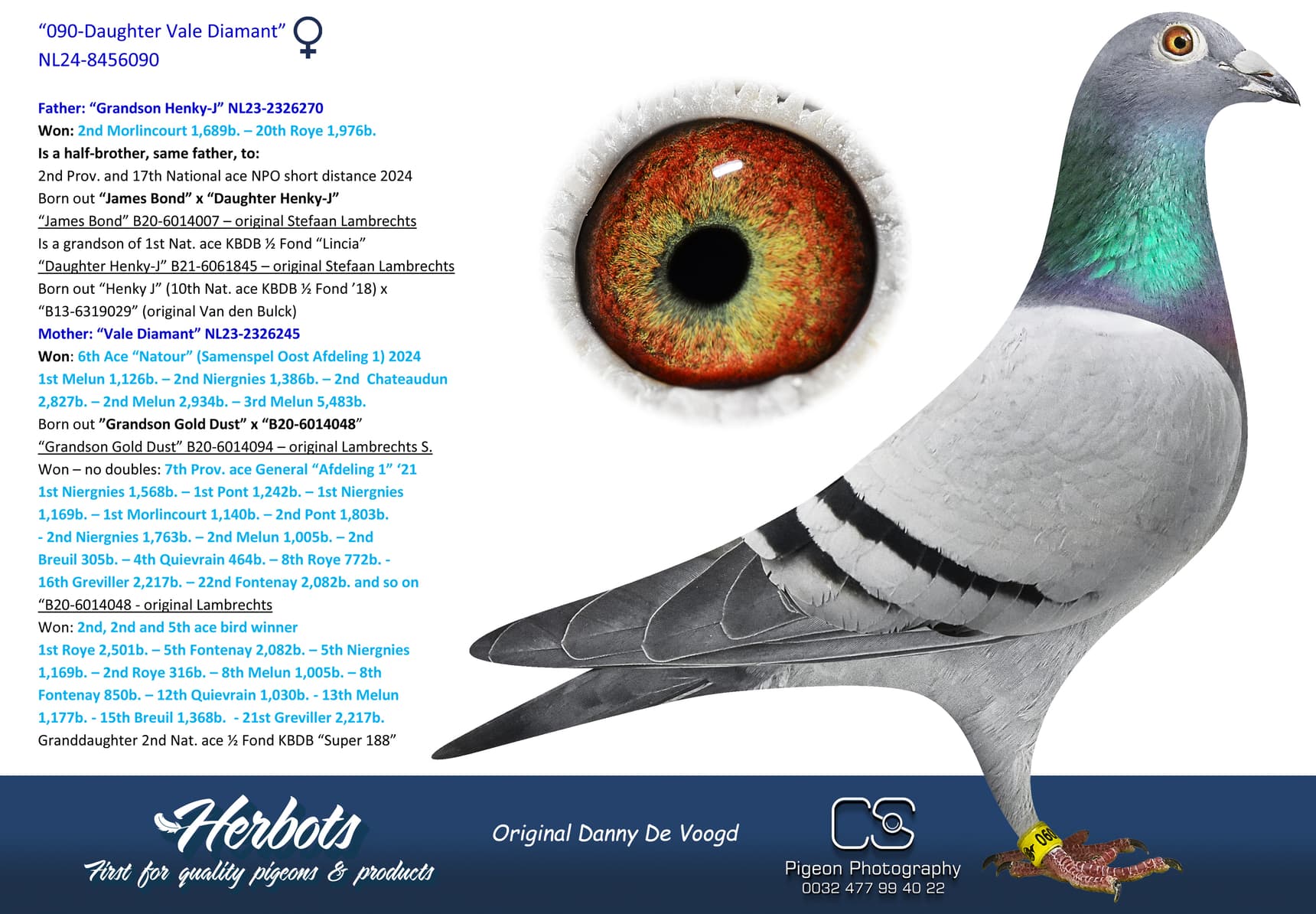 pigeon: undefined