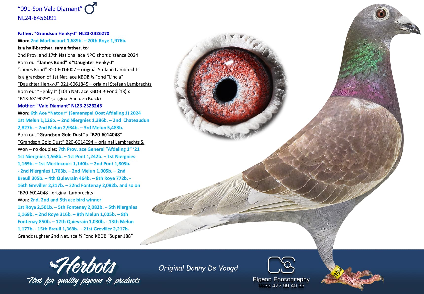 pigeon: undefined