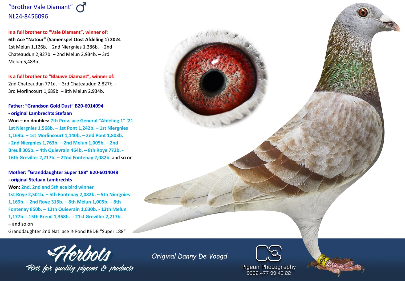 pigeon: undefined
