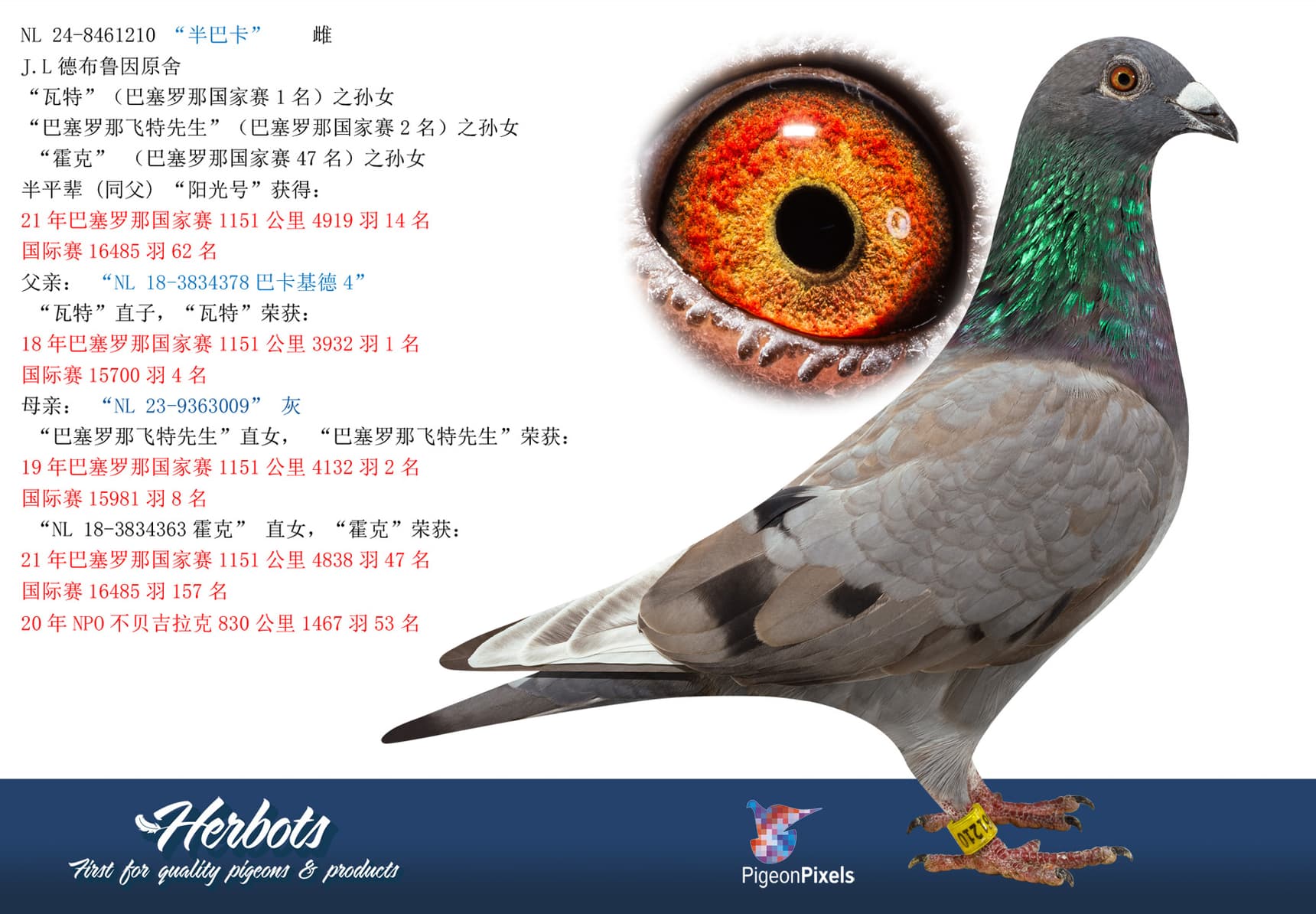 pigeon: “半巴卡”