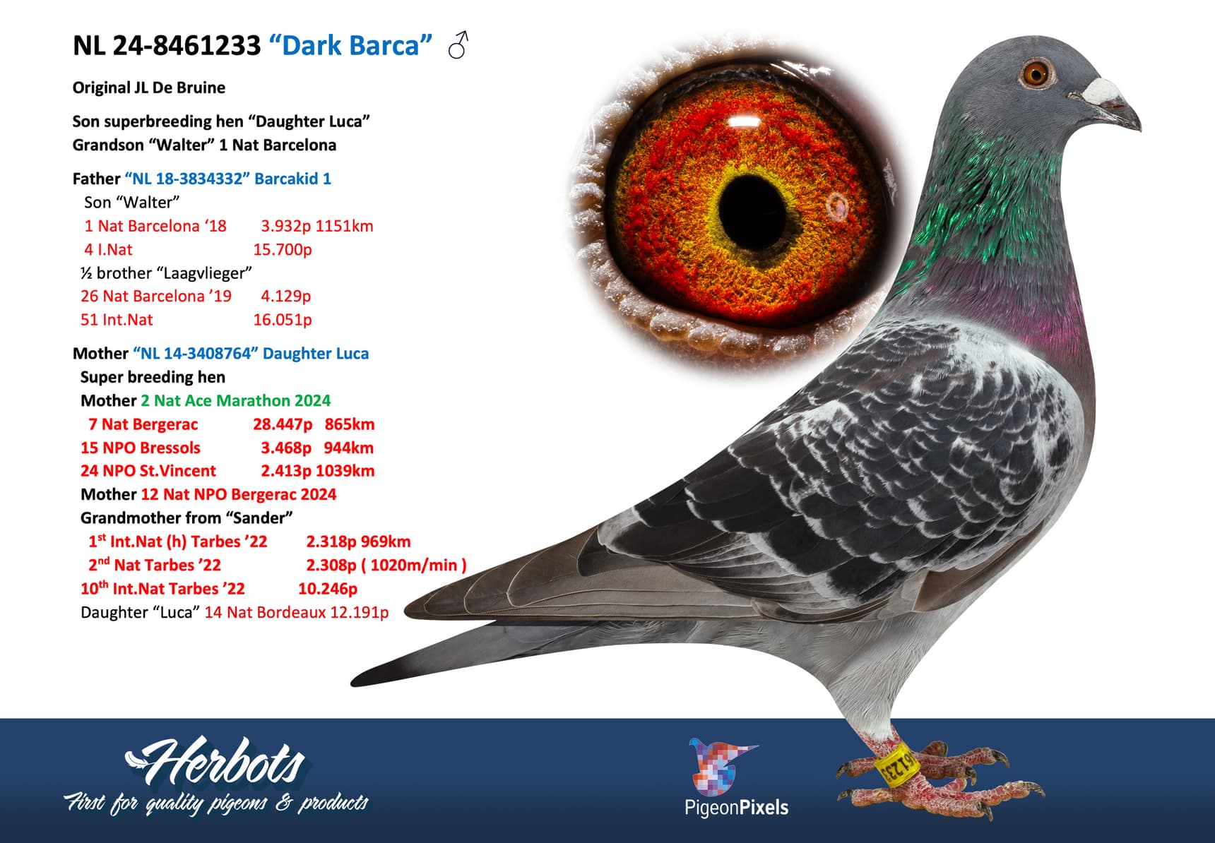 pigeon: undefined
