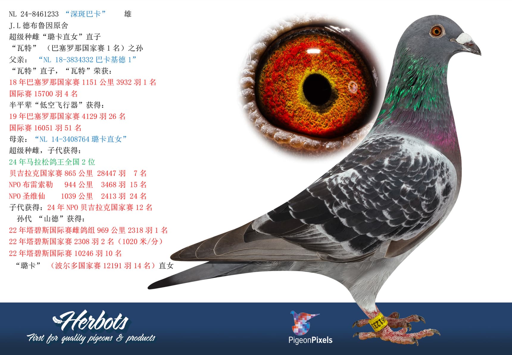 pigeon: “深斑巴卡”