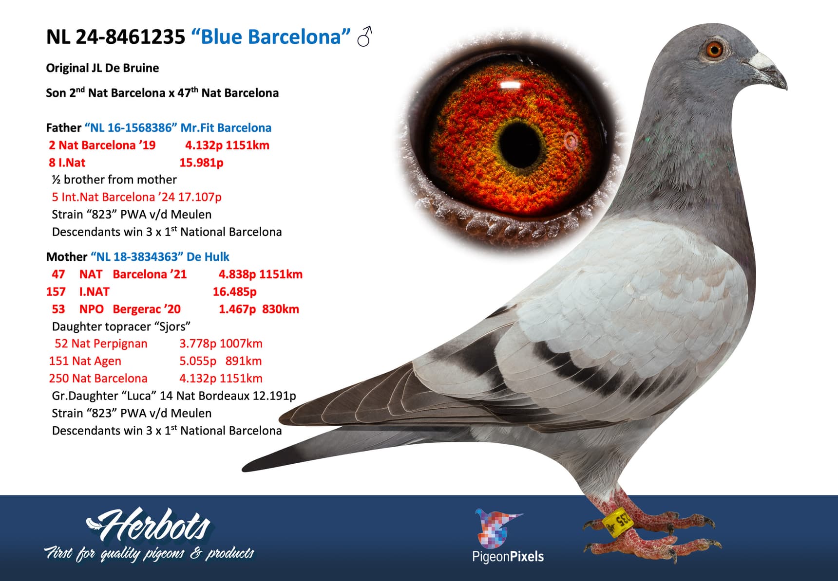 pigeon: undefined