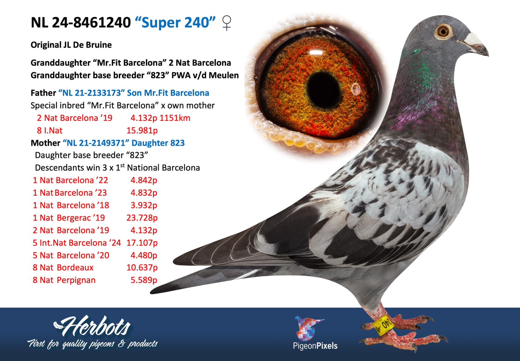 pigeon: undefined