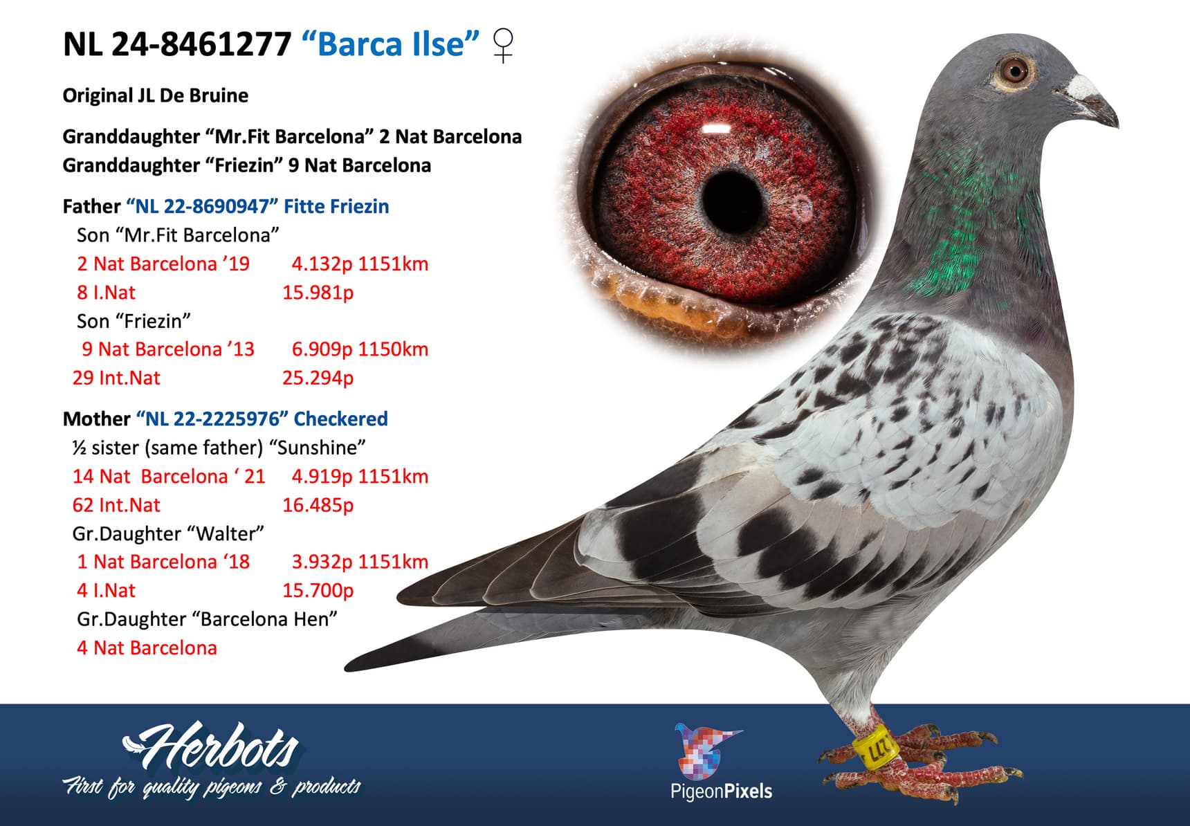 pigeon: undefined