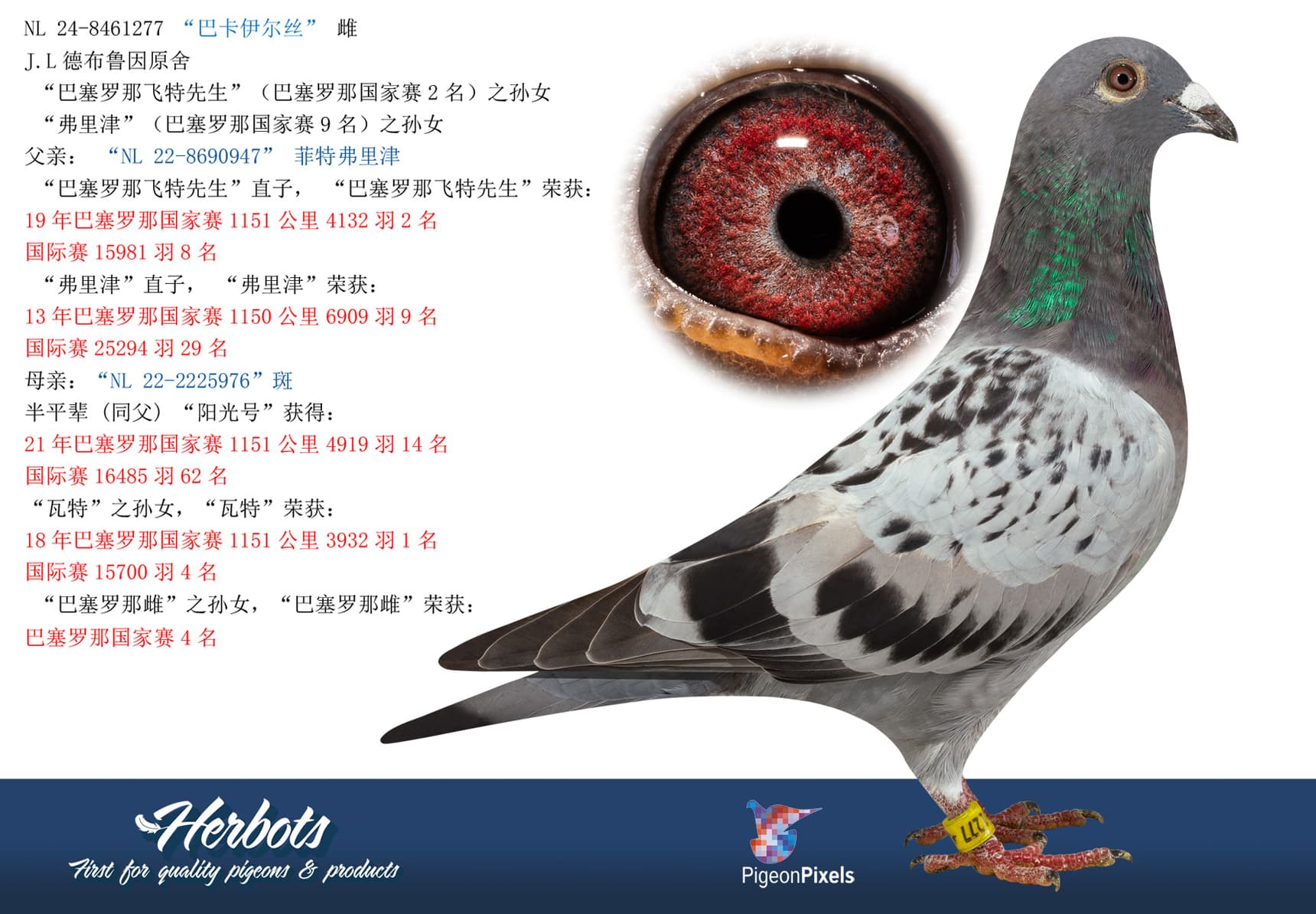 pigeon: “巴卡伊尔丝”
