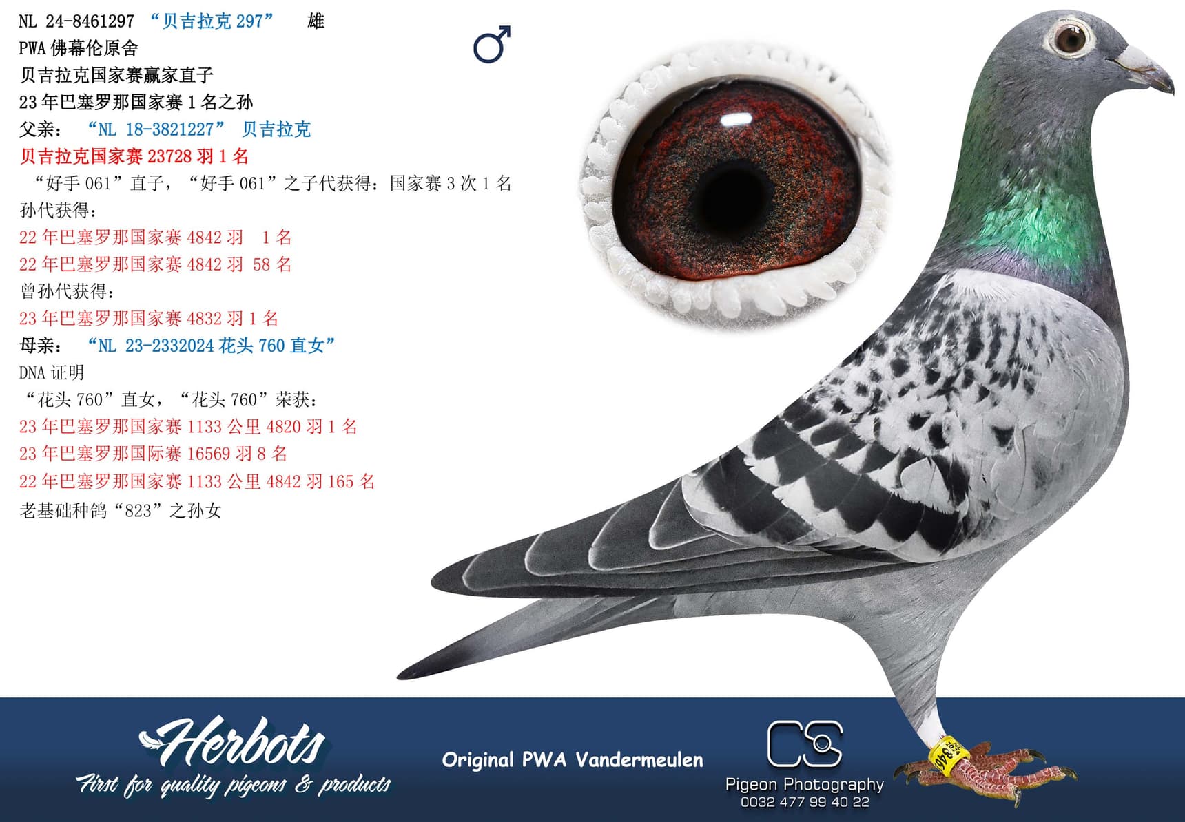 pigeon: “贝吉拉克297”