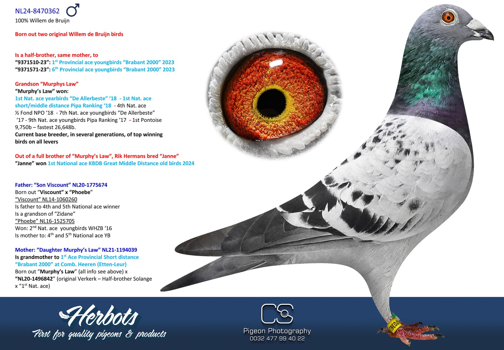 pigeon: undefined