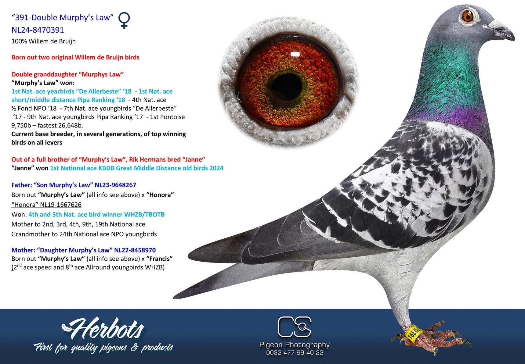 pigeon: undefined