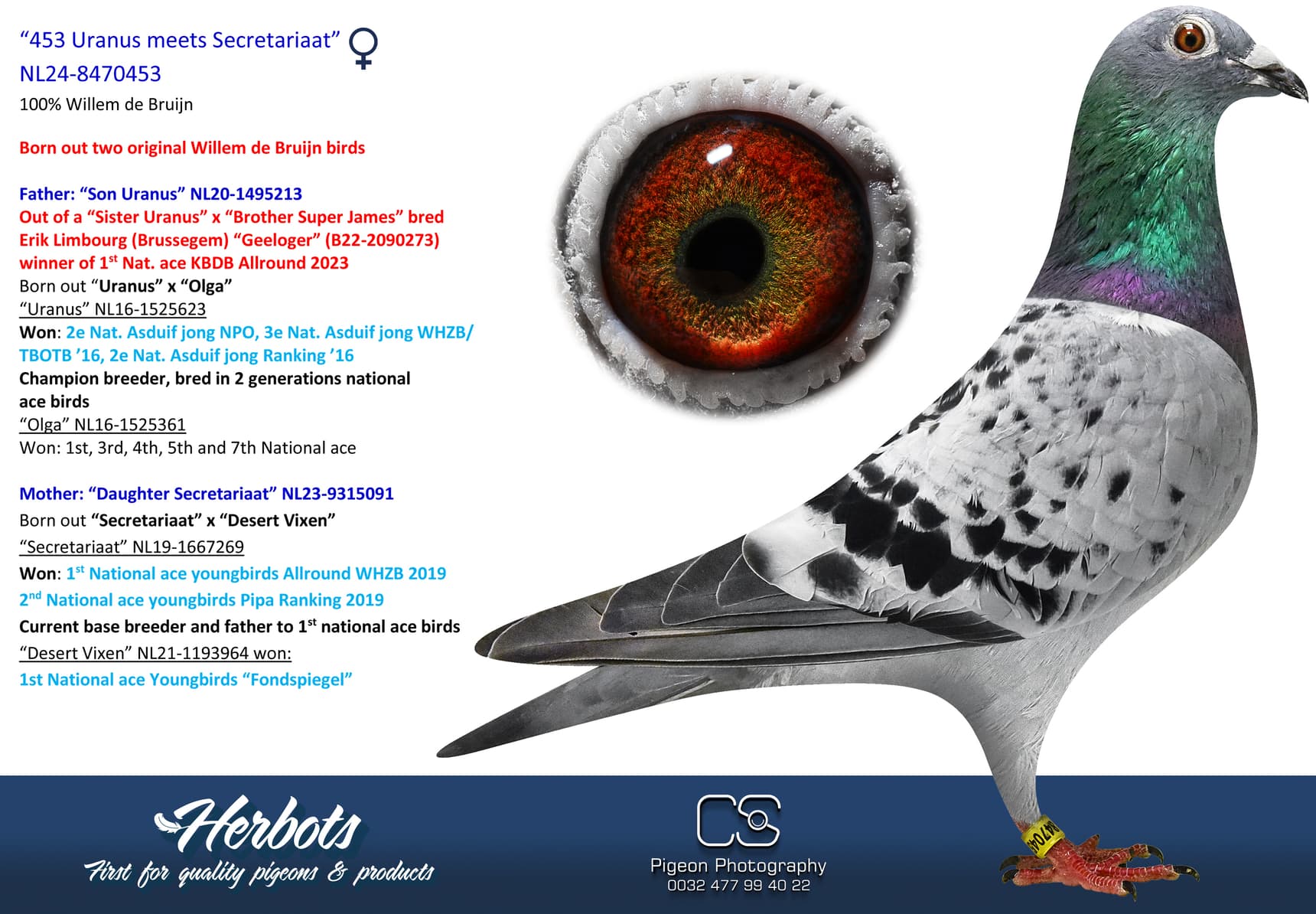 pigeon: undefined