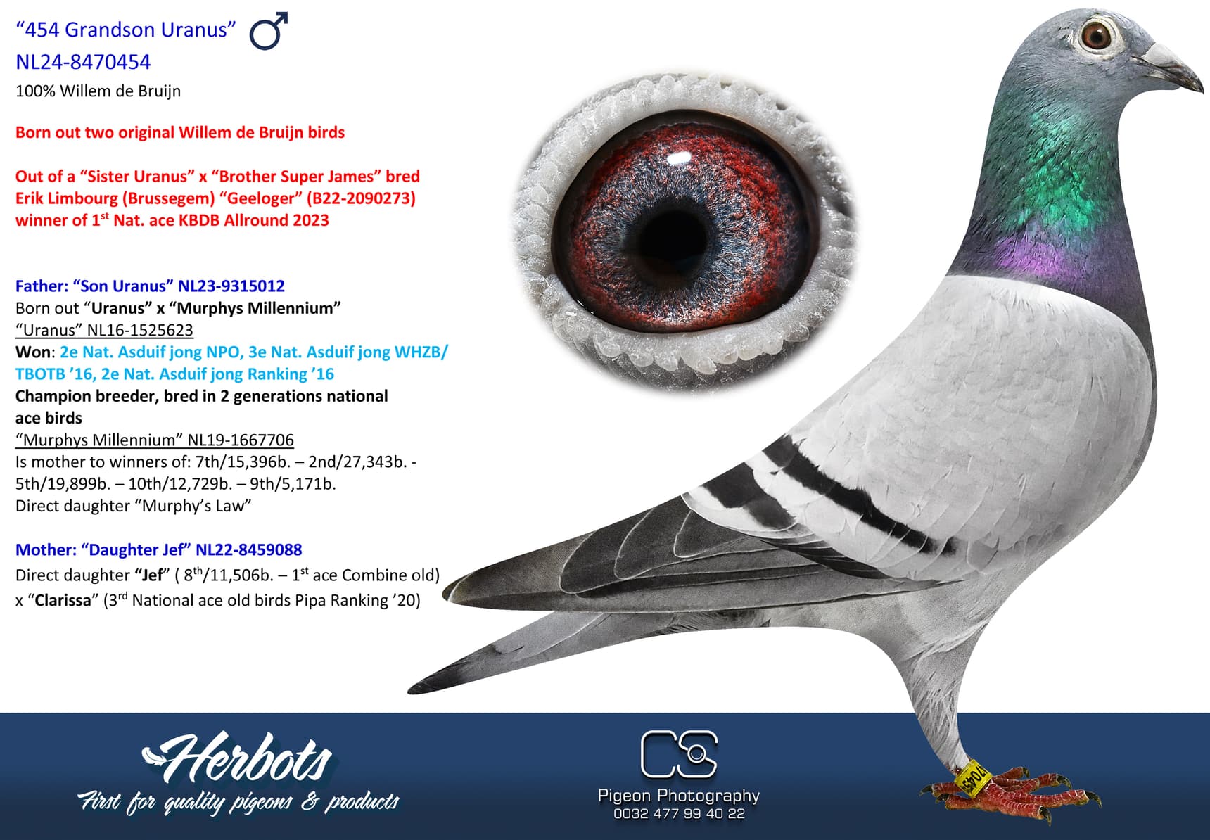 pigeon: undefined