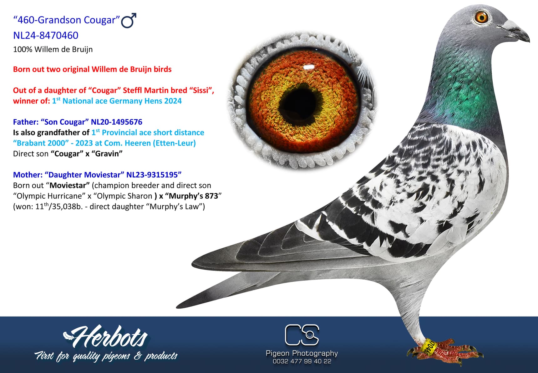 pigeon: undefined