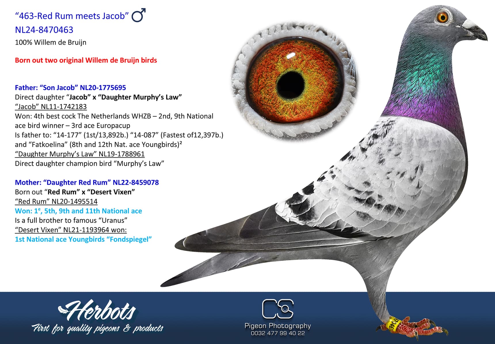 pigeon: undefined