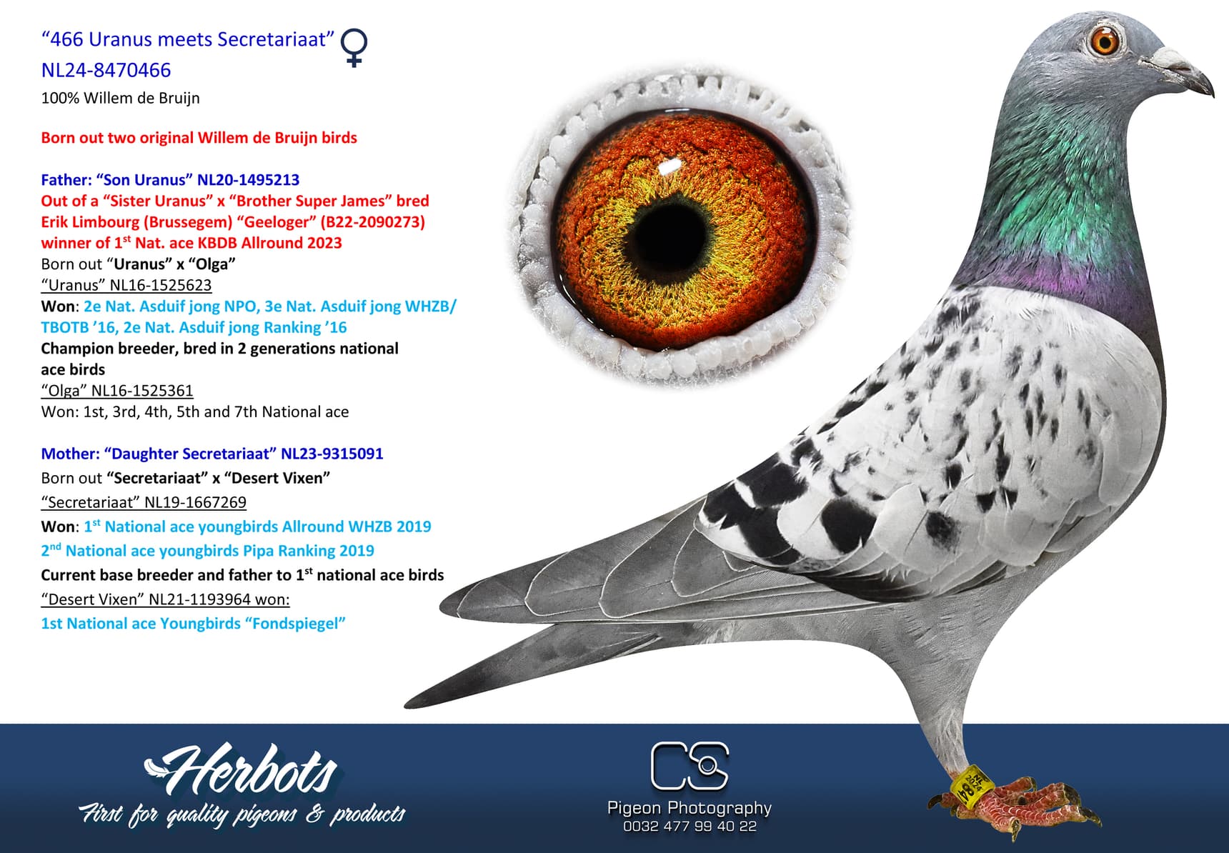 pigeon: undefined