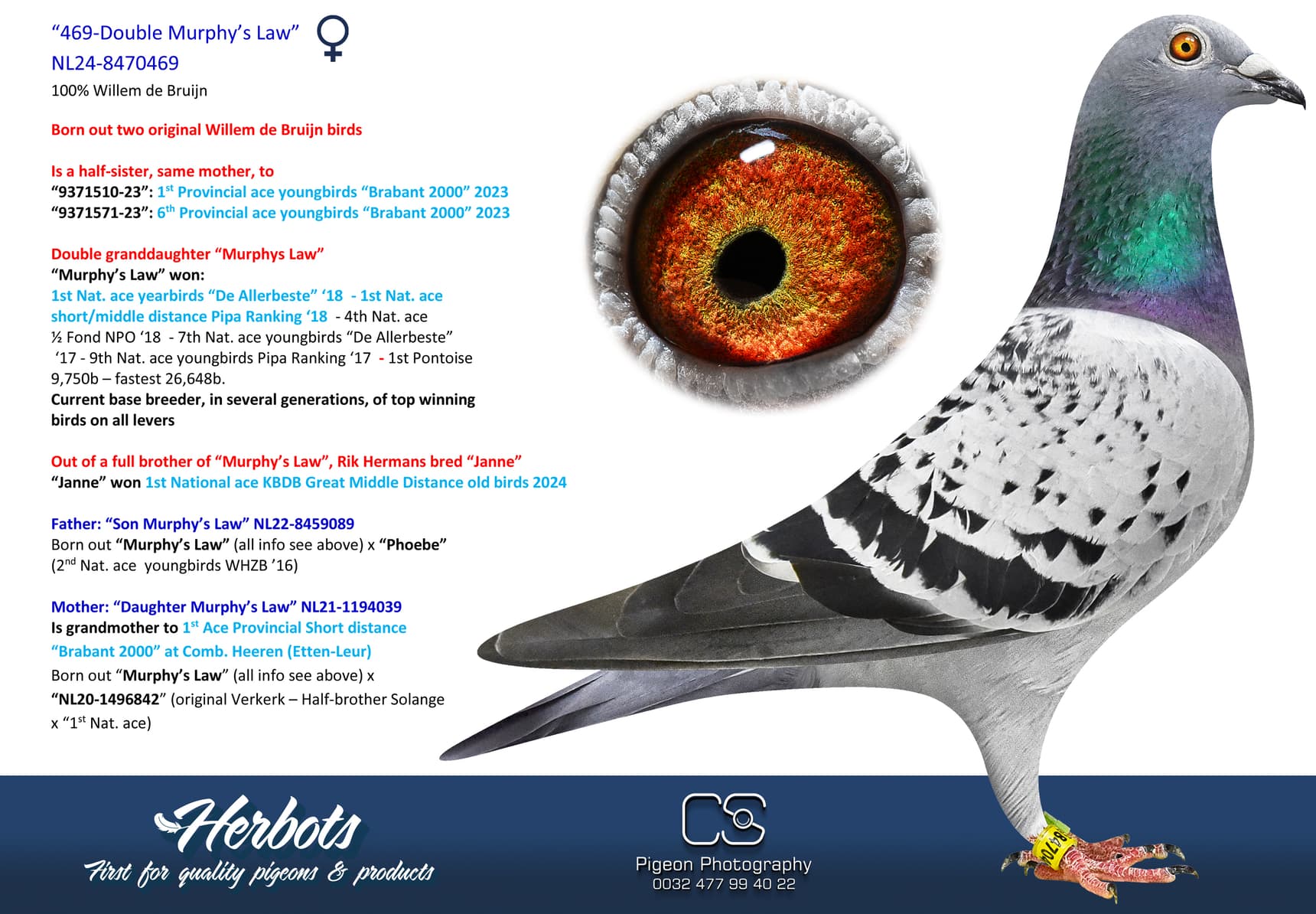 pigeon: undefined