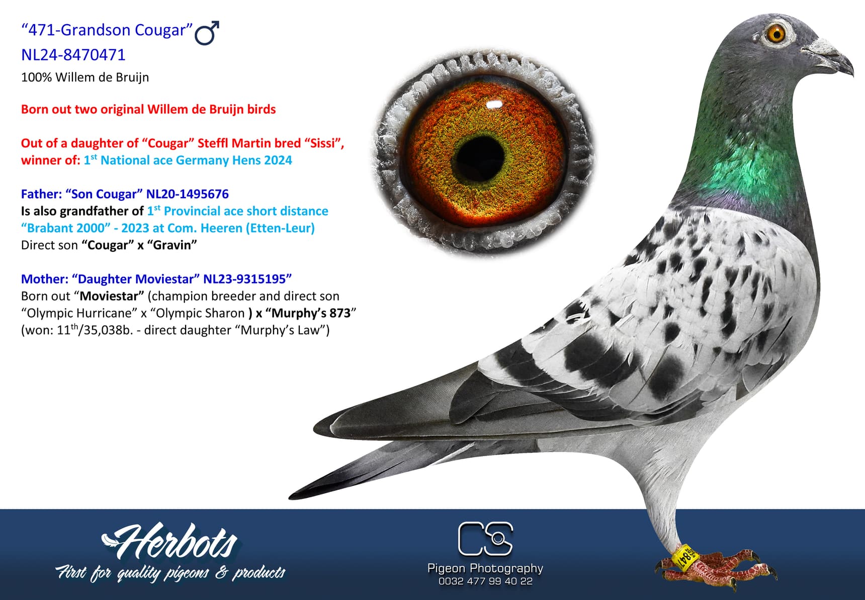 pigeon: undefined