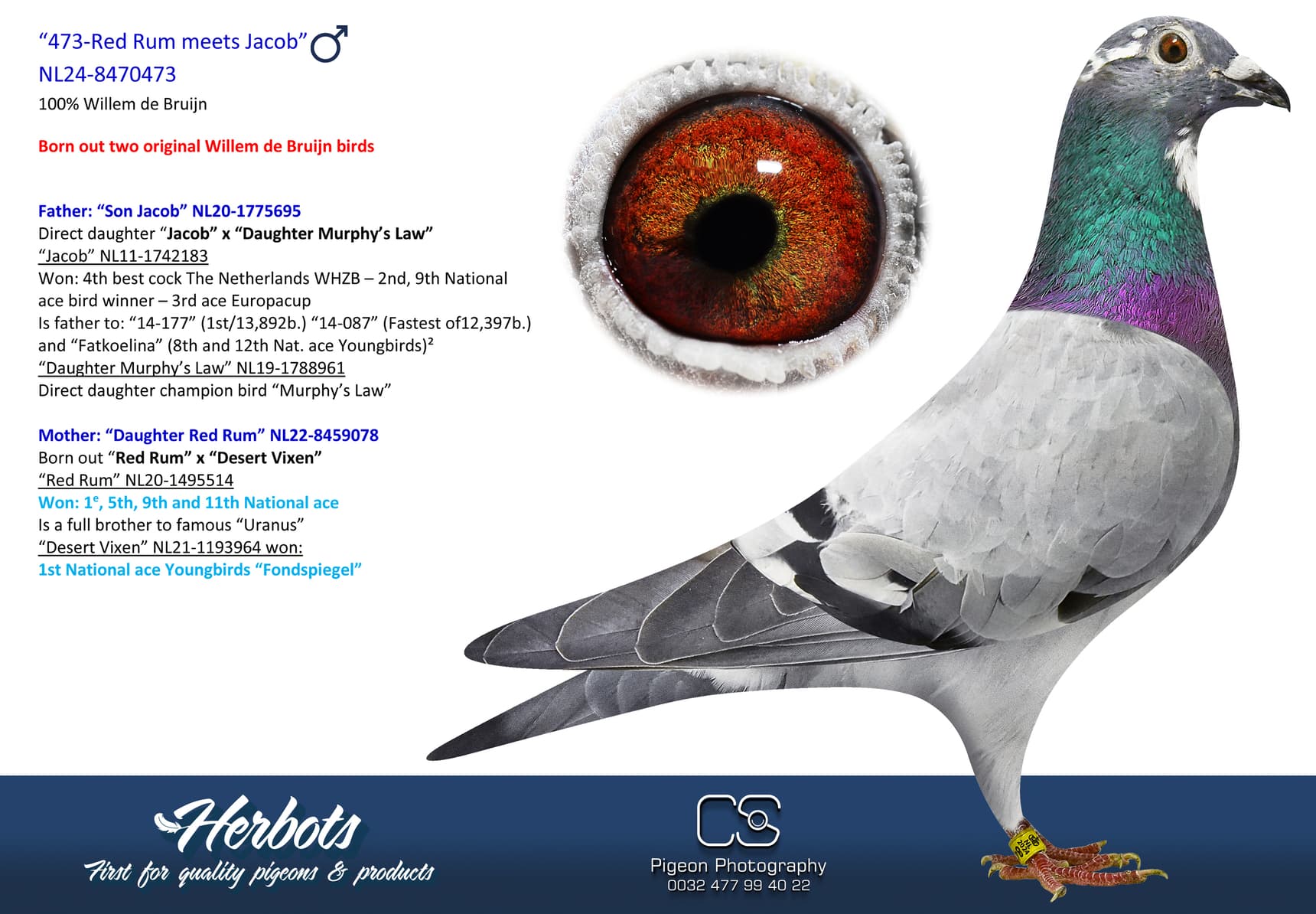 pigeon: undefined