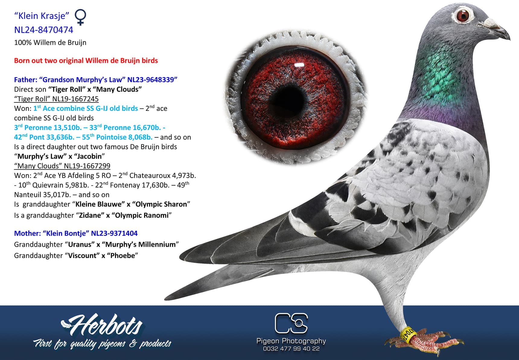 pigeon: undefined