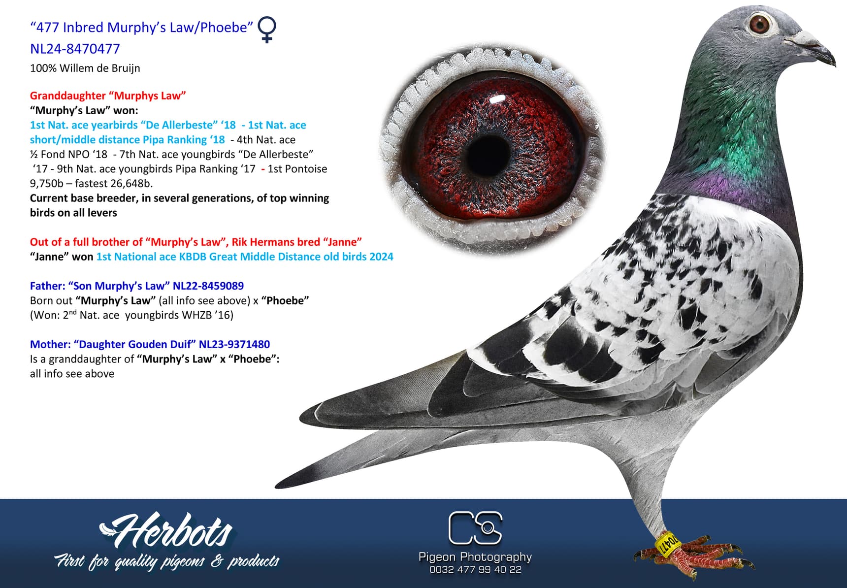 pigeon: undefined