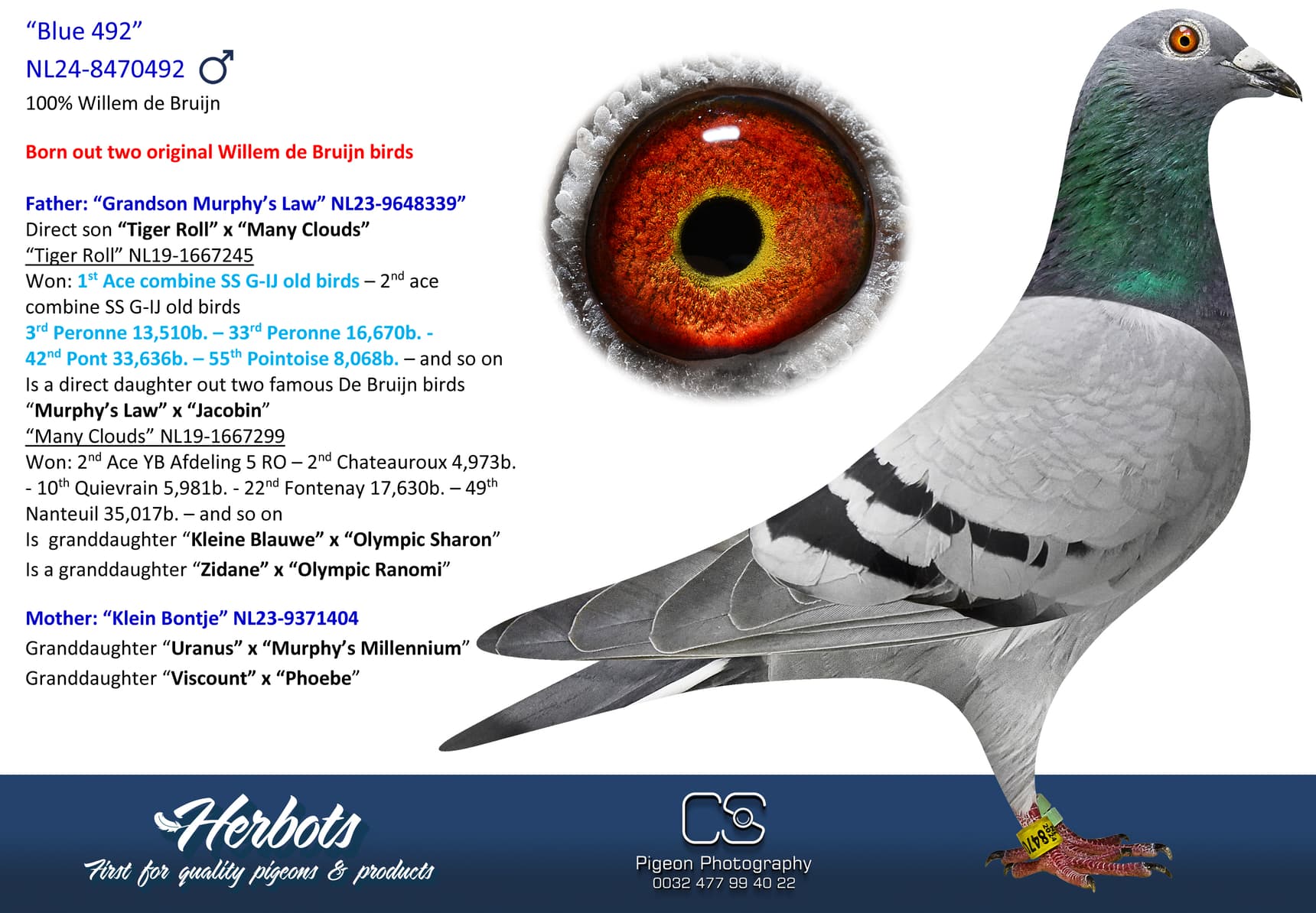 pigeon: undefined