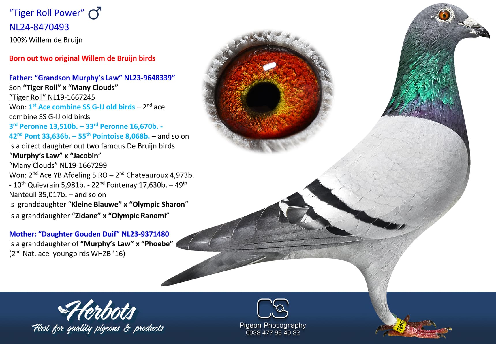 pigeon: undefined